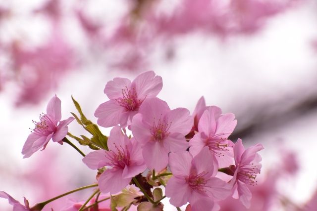 早春の桜