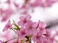 早春の桜