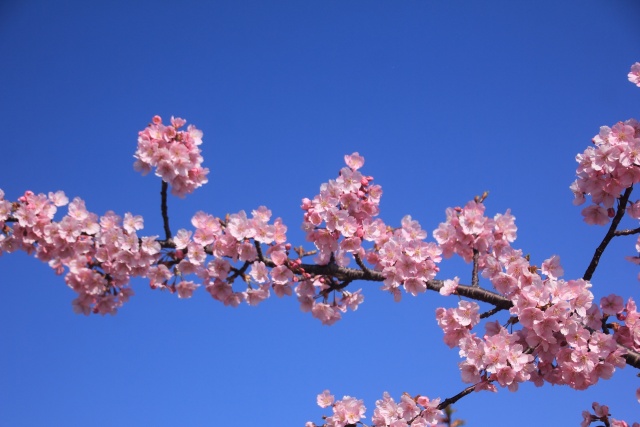 青空の河津桜