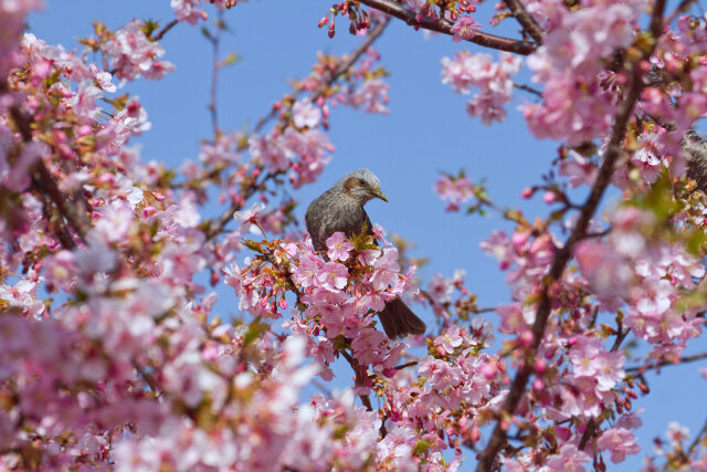 河津桜にヒヨドリ