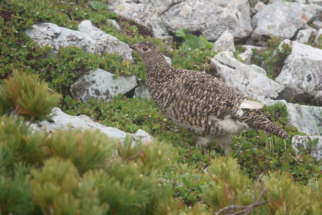 小蓮華山の雌雷鳥9