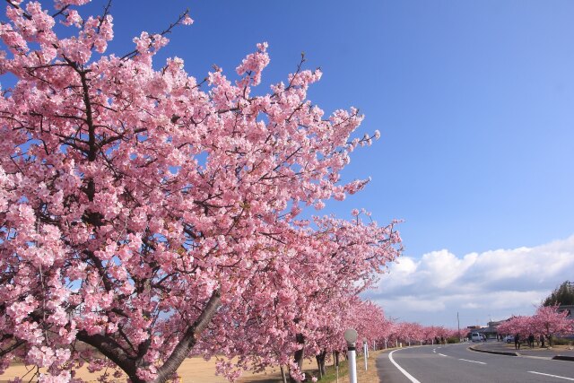 一面の河津桜