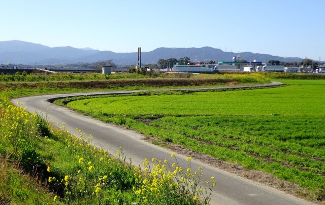 菜の花が咲く頃