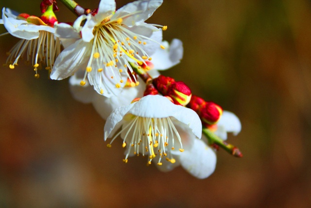 冬の花梅