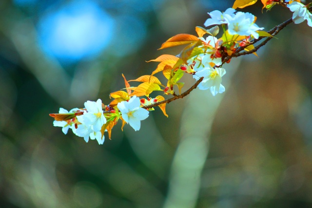 冬の花桜