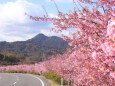 湊川の河津桜-1