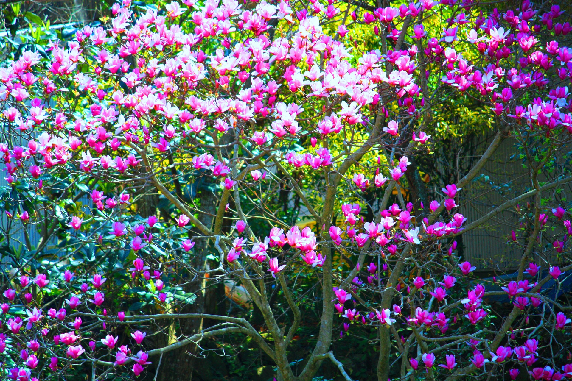 花 植物 冬の花 壁紙19x1280 壁紙館