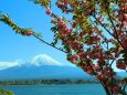 桜と富士山