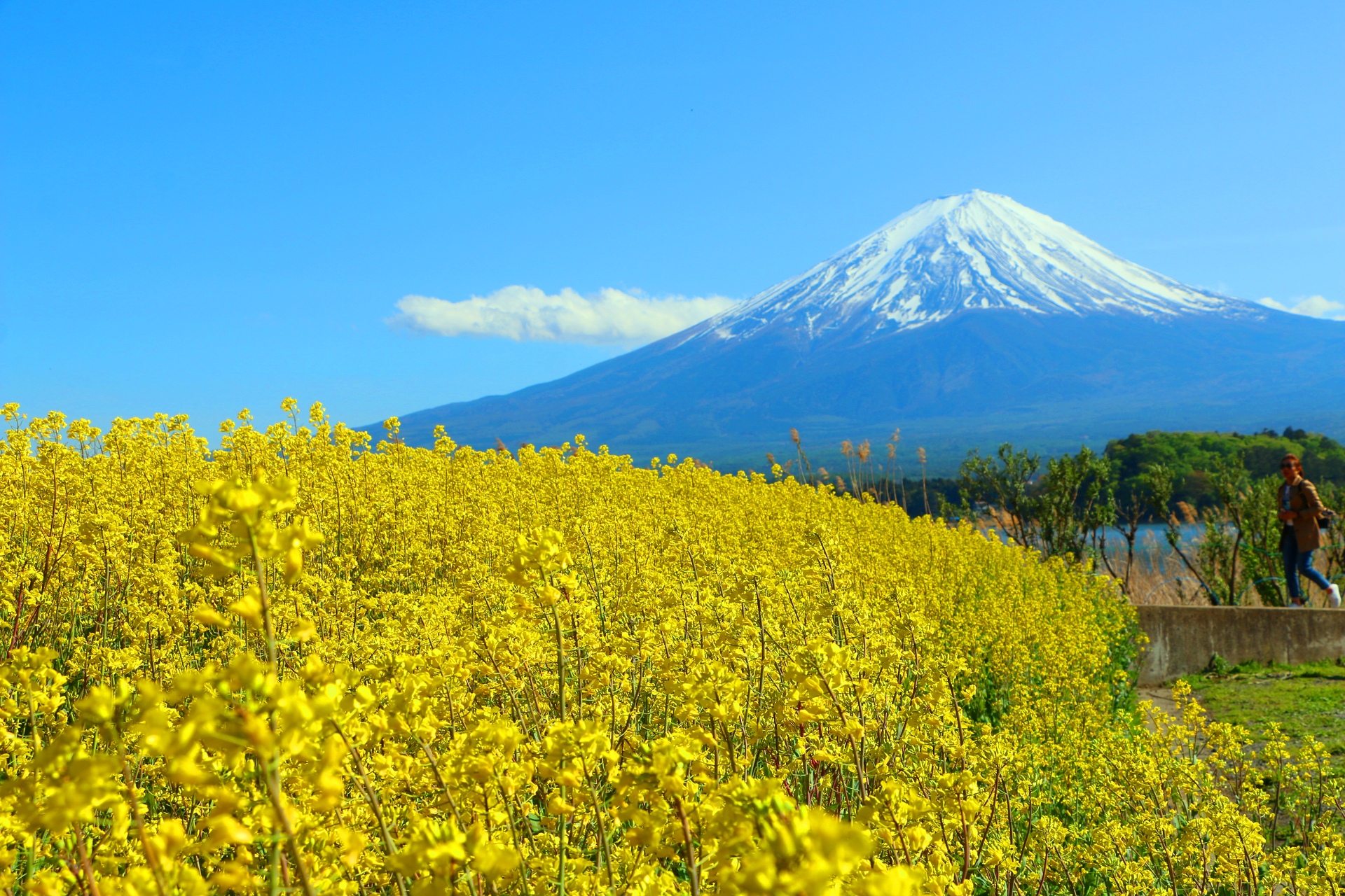 日本の風景 菜の花と富士山 壁紙19x1280 壁紙館