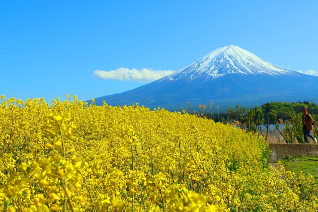 菜の花と富士山