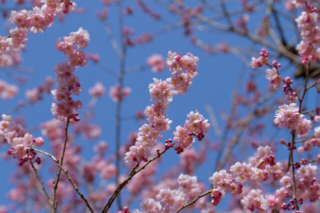 満開の椿寒桜