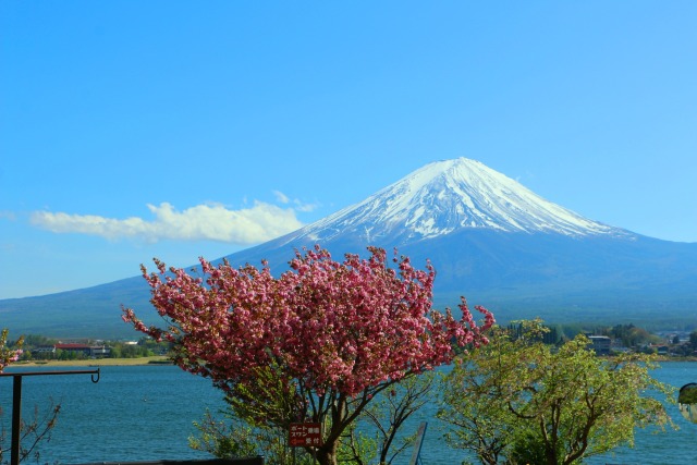 桜と富士山