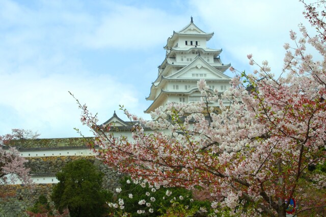 桜と姫路城