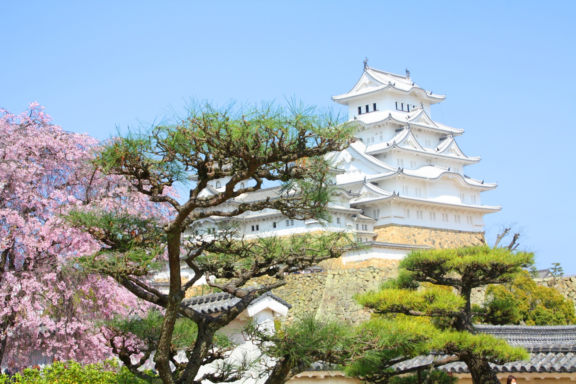 日本の風景 桜と姫路城 壁紙19x1280 壁紙館