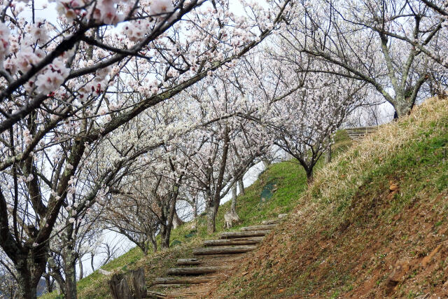 山里の梅園3