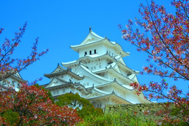 桜と姫路城