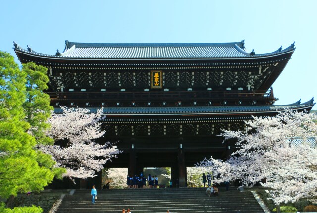 桜と知恩院