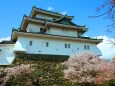 桜と和歌山城