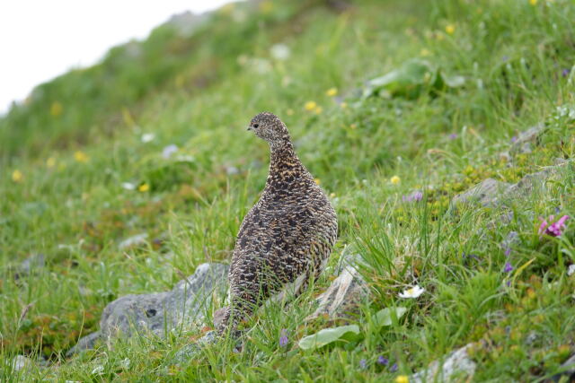 白馬岳の雌雷鳥