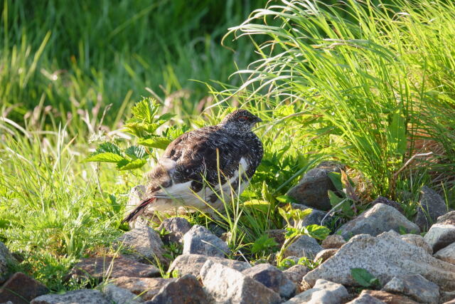 小蓮華山の雄雷鳥10