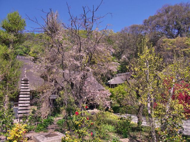 春の西方寺