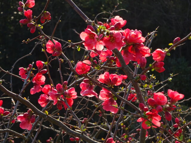 春の光に木瓜の花