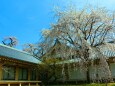 桜と醍醐寺