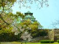 桜と大阪城