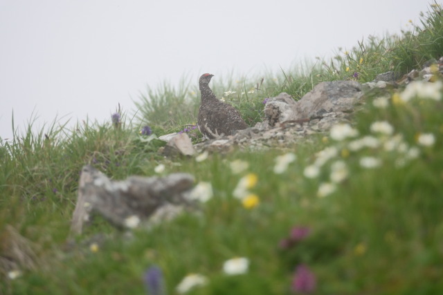 白馬岳の雄雷鳥