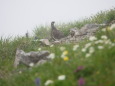 白馬岳の雄雷鳥