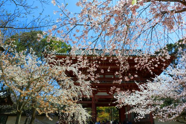 桜の醍醐寺