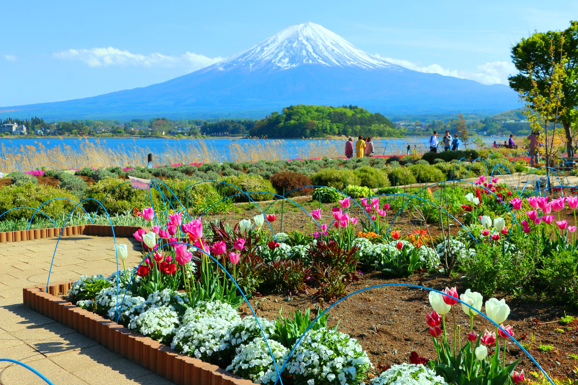 日本の風景 お花畑と富士山 壁紙19x1280 壁紙館