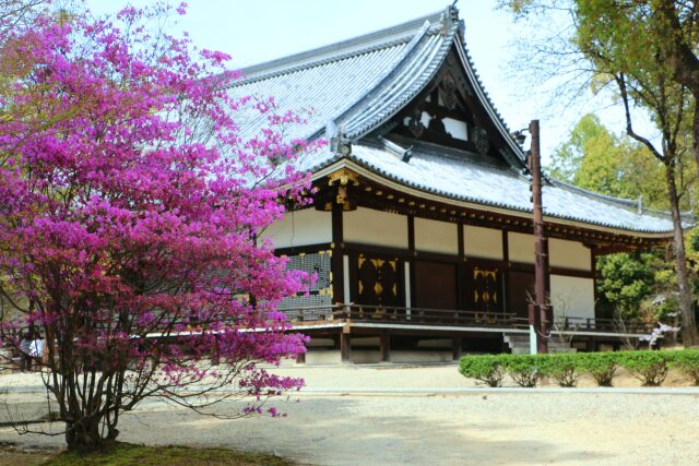 花と仁和寺