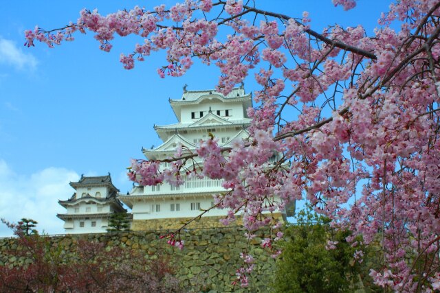 桜の姫路城