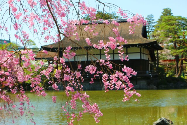 桜の平安神宮