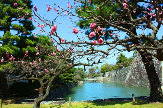 桜の二条城