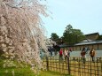 桜の京都御所