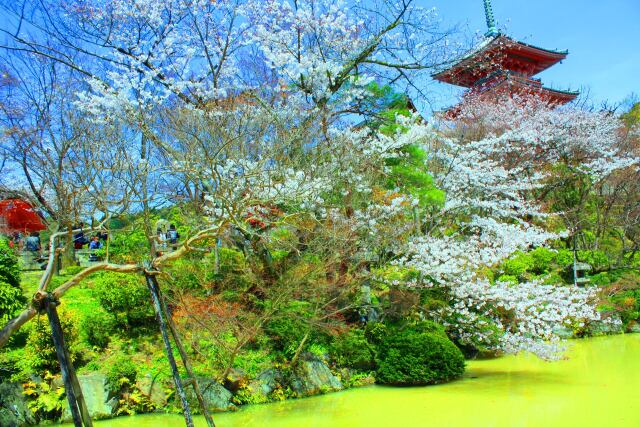 桜の清水寺