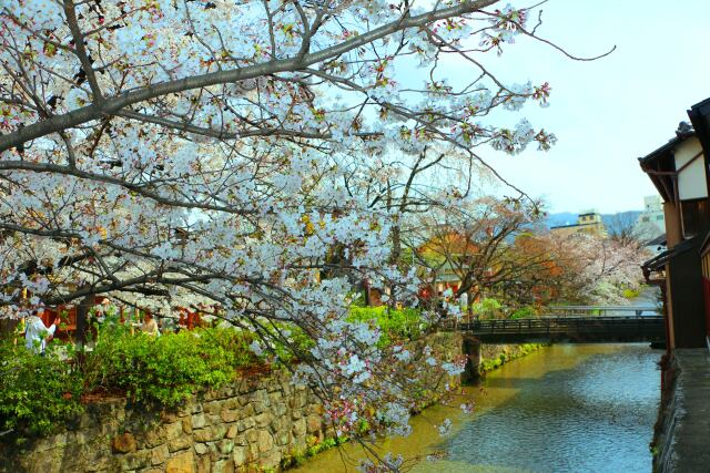 桜の祇園