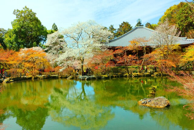 桜の醍醐寺