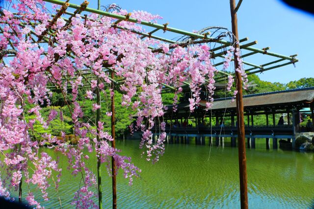 桜の平安神宮