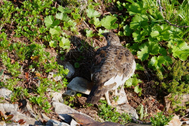 小蓮華山の雄雷鳥12