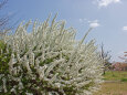 散歩道の花 2003-9-1