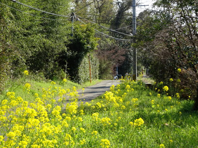 菜の花が咲く田舎道