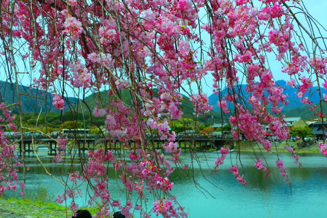 桜の嵐山