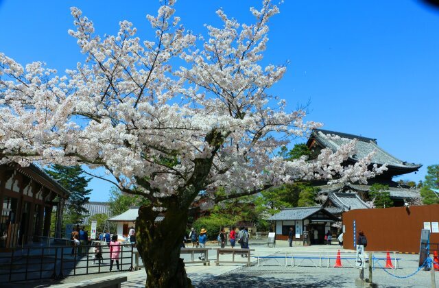 桜の知恩院