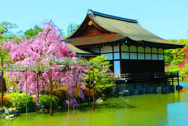 桜の平安神宮