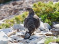 小蓮華山の雄雷鳥13