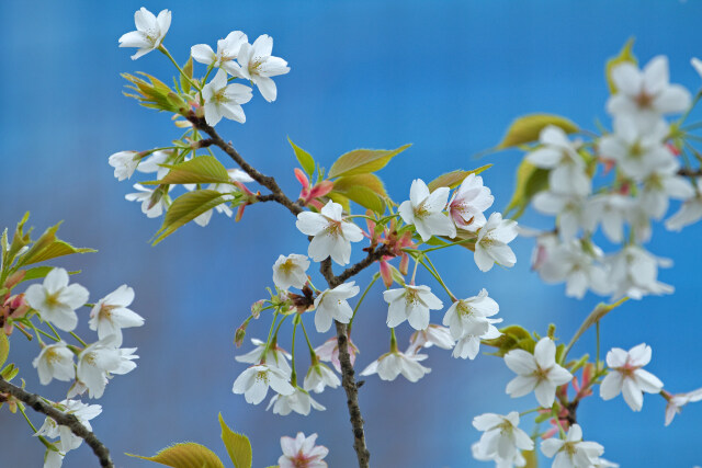 大島桜