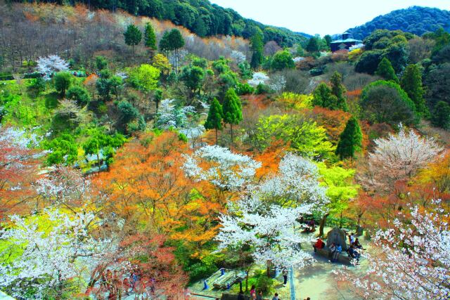 桜の清水寺